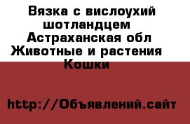 Вязка с вислоухий шотландцем - Астраханская обл. Животные и растения » Кошки   